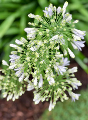White Allium Flowers