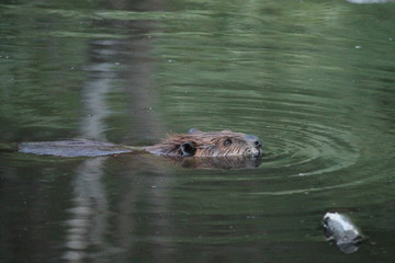 Fototapeta premium Castor nadando 2