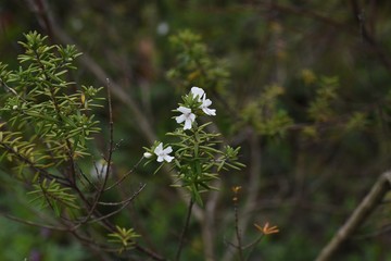 Westringia fruticosa (Coast rosemary) / Lamiaceae evergreen shrub.