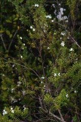 Fototapeta na wymiar Westringia fruticosa (Coast rosemary) / Lamiaceae evergreen shrub.