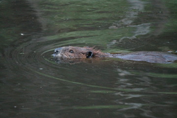 Obraz premium Castor nadando 1