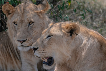 Close up of two young male lions with their manes just starting to grow. Image taken in the Masai Mara, Kenya.	