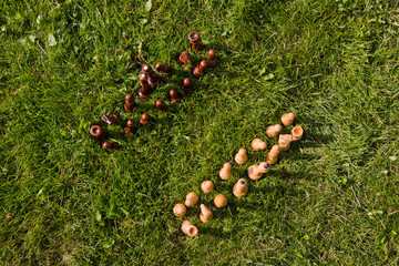 Chess pieces on the lawn on a sunny summer day. Chess game without a chessboard