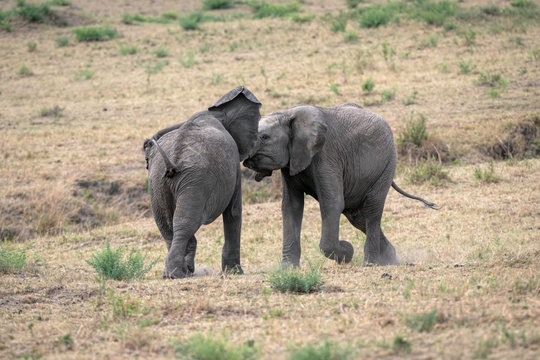 Two young male elephants practicing their sparring techniques in a fake fight. Image taken in the Masai Mara, Kenya.	
