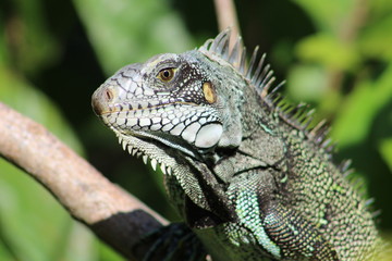 Close-up of a green iguana (Iguana iguana) on top of a tree at the margins of the Rio Negro.