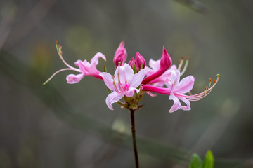Close up of a clustrer of beautiful wild azalea bloom at Yates Mill County Park. Raleigh, North Carolina.