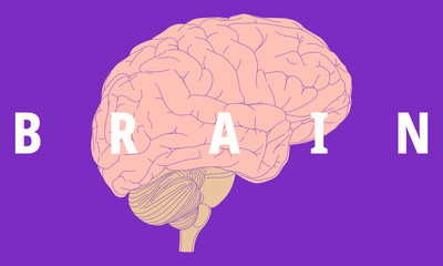 Illustration of the human brain.