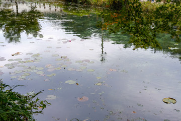 岐阜県の名もなき池