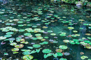 岐阜県の名もなき池