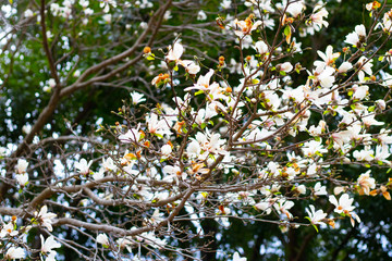 sakura