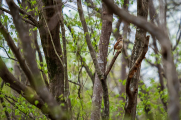 A Carolina wren sings a beautiful melody in the forest at Yates Mill County Park. Raleigh, North Carolina.