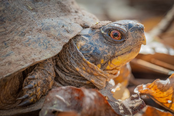 Close up of an Eastern Box Turtle in the forest at Crowder Park in Apex, North Carolina.