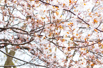 sakura