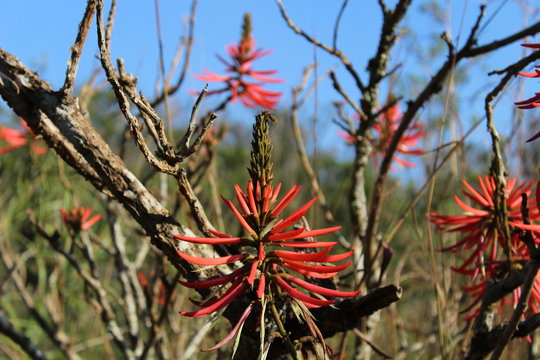 The tortuous branches and red flowers of a leafless blooming coral tree (Erythrina speciosa) in a soft-focused forest background