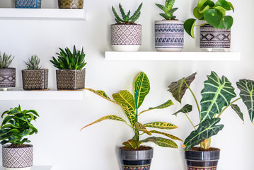 Garden room. Succulent Plants In Geometric Ornamented Art Deco Style Flower Pots. Home Gardening.