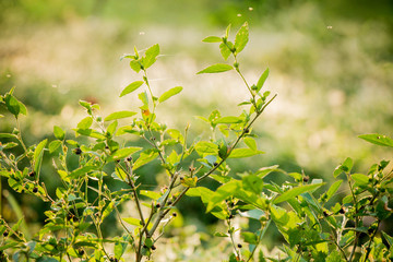 Green grass with a beatiful light.