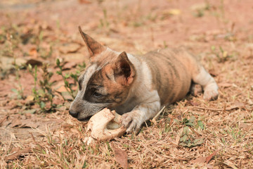 Dog nibbles a bone while lying field.