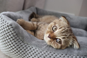 Brown, lazy, cute, smart CAT in routine everyday, Concept set for cat lover