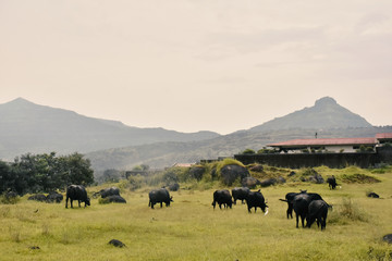 herd of cows grazing in the field