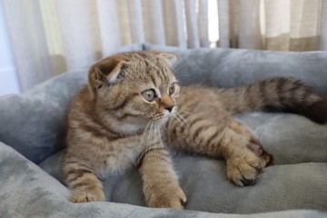 Brown, lazy, cute, smart CAT in routine everyday, Concept set for cat lover