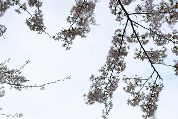 sakura