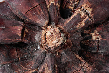 macro photography of the peduncle area of a pinecone