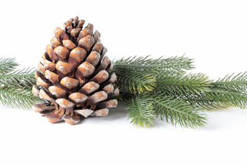 pinecone with pine branches isolted on white background