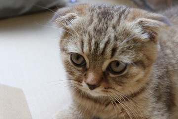 Brown, lazy, cute, smart CAT in routine everyday, Concept set for cat lover