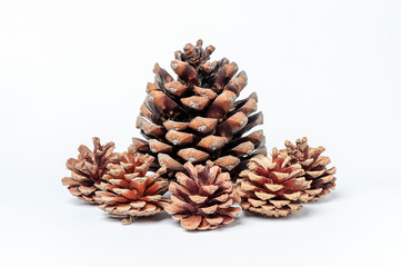 pinecones on white background