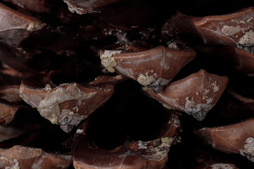  macro photography of the prickles of a pinecone