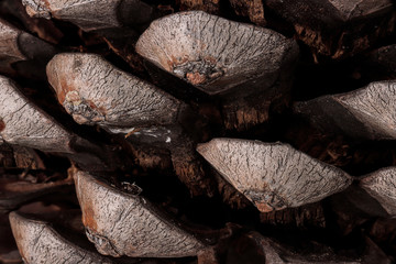 macro photography of the prickles of a pinecone