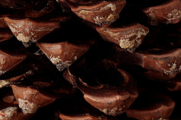  macro photography of the prickles of a pinecone