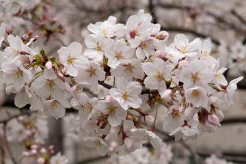 Obraz premium 桜玉