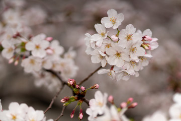 桜の芽