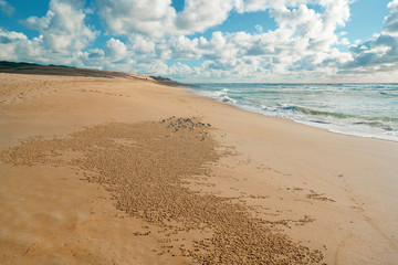 Fototapeta na wymiar Beautiful seascape. Sandy beach, flock of birds, stormy sea, and cloudy sky on background