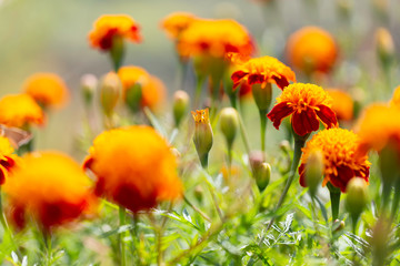 Yellow marigold planted in a park