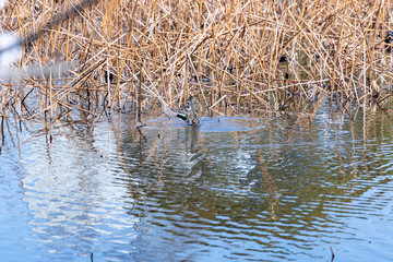 不忍池のカルガモ