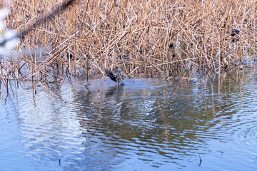不忍池のカルガモ