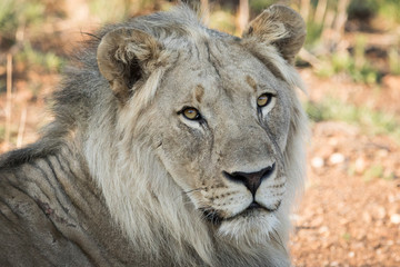 Young male lion resting in shade staring directly at viewer.
