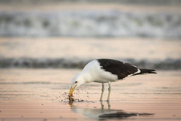 Adult seagull hunting in shallow waters