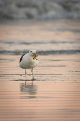 Adult seagull on shore with prey