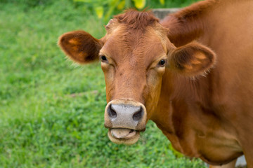 Naklejka na ściany i meble Cow eating grass with a green background