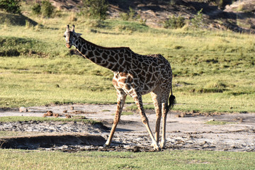 Giraffe in Maasai Mara, Kenya
