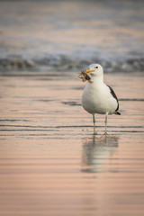 Lonely sea gull on shore with prey