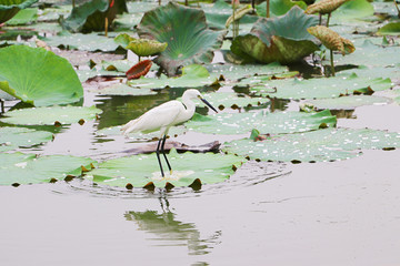 Beautiful pink Indian lotus blossom with white bird in the swamp, Nature for background