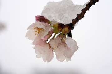 Tokyo,Japan-March 29, 2020: Closeup of Cherry blossoms in heavy snow in Tokyo.