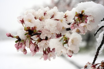 Tokyo,Japan-March 29, 2020: Closeup of Cherry blossoms in heavy snow in Tokyo.