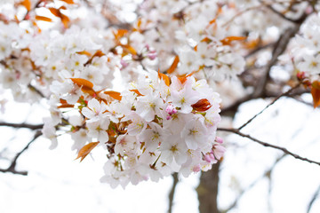 sakura