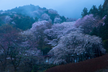 霧と桜