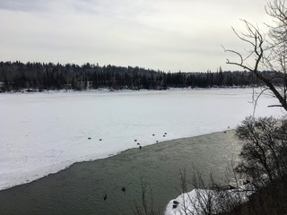 A view of the north saskatchewan river in Edmonton, Alberta covered by snow and ice - the ice is...